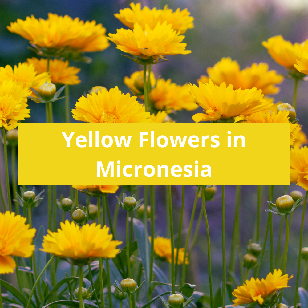Yellow-Flowers-in-Micronesia