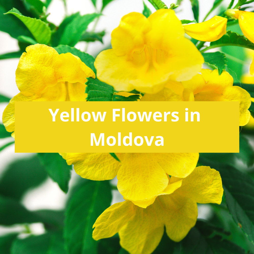 Yellow-Flowers-in-Moldova