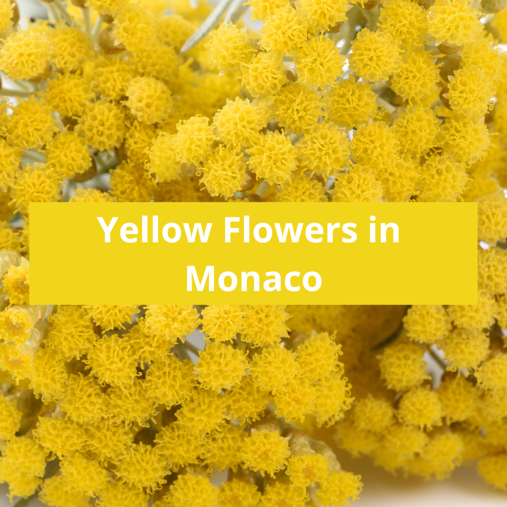 Yellow-Flowers-in-Monaco