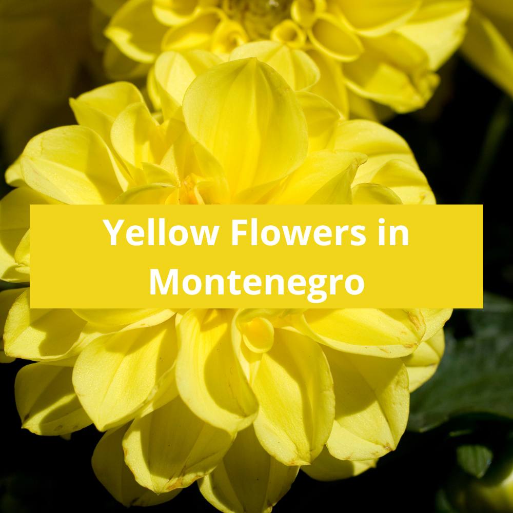 Yellow-Flowers-in-Montenegro