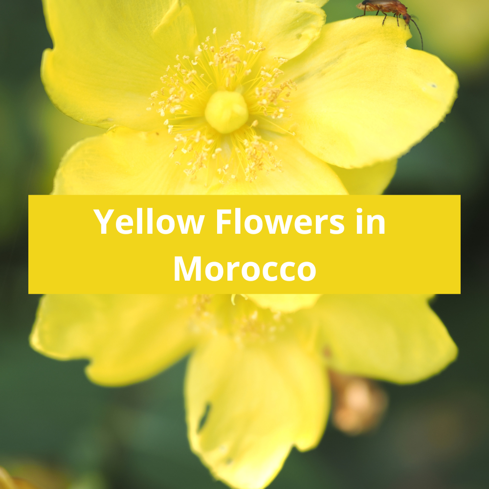 Yellow-Flowers-in-Morocco