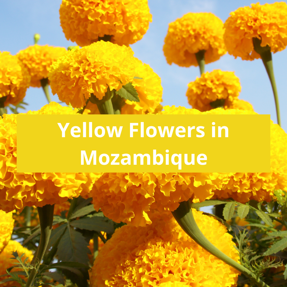 Yellow-Flowers-in-Mozambique