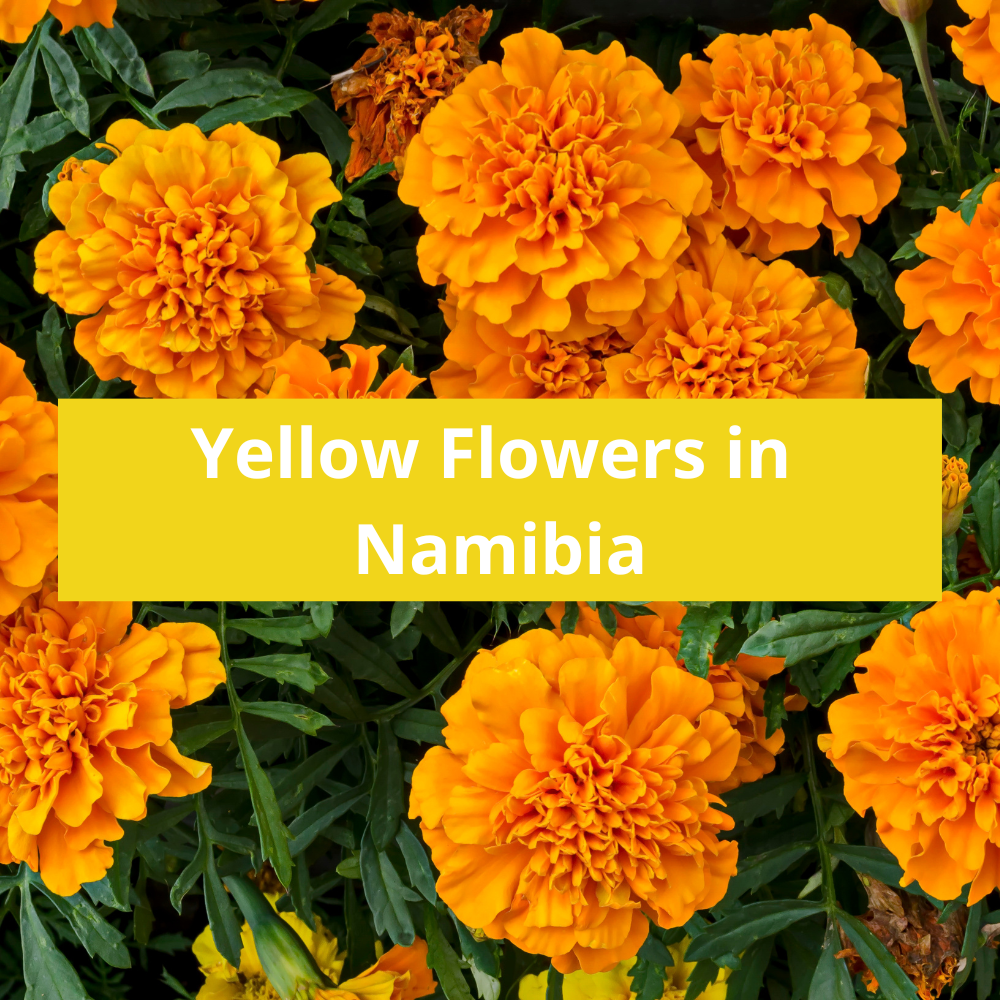 Yellow-Flowers-in-Namibia