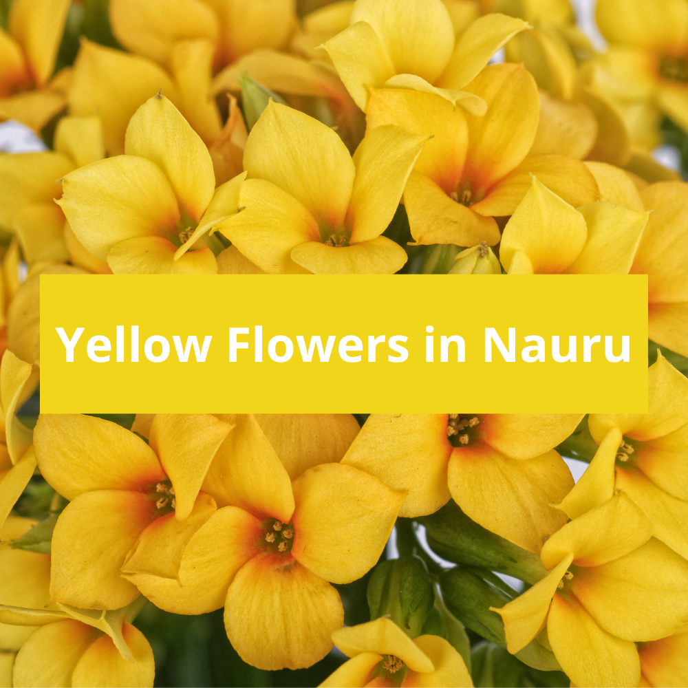 Yellow-Flowers-in-Nauru