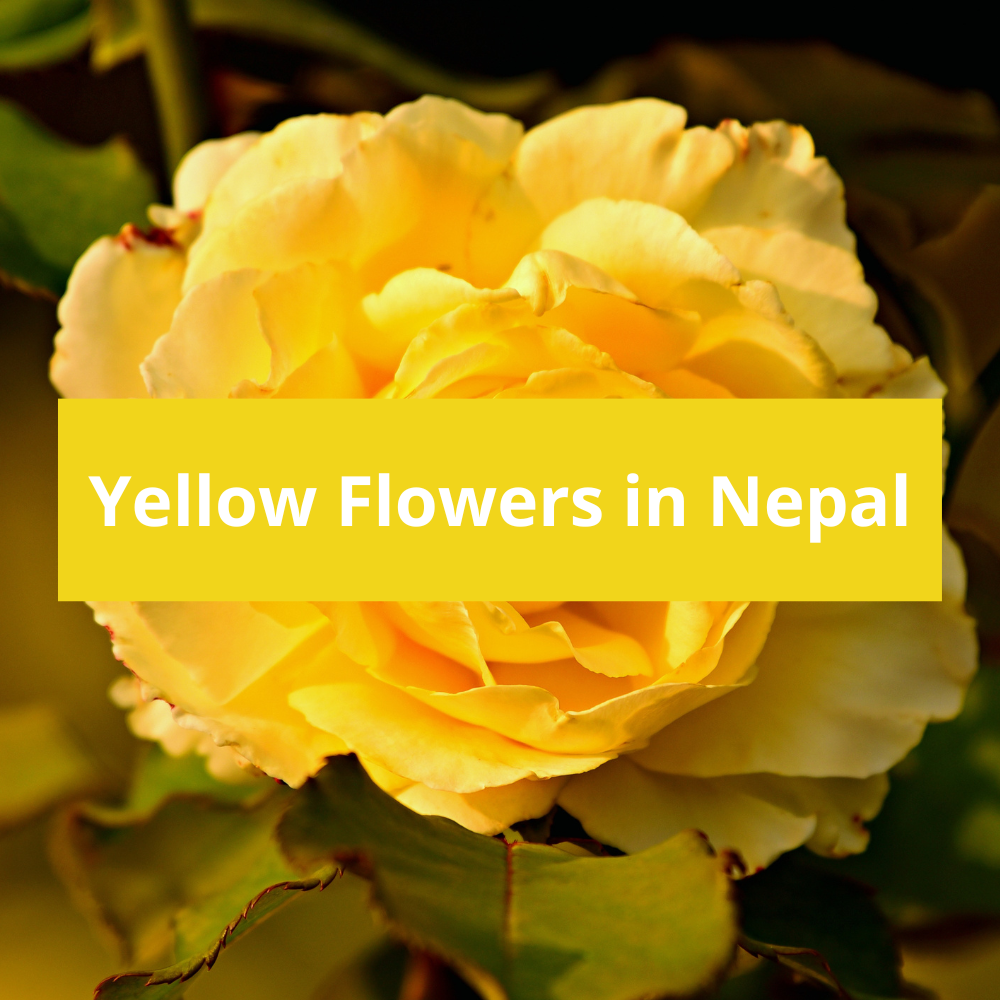 Yellow-Flowers-in-Nepal
