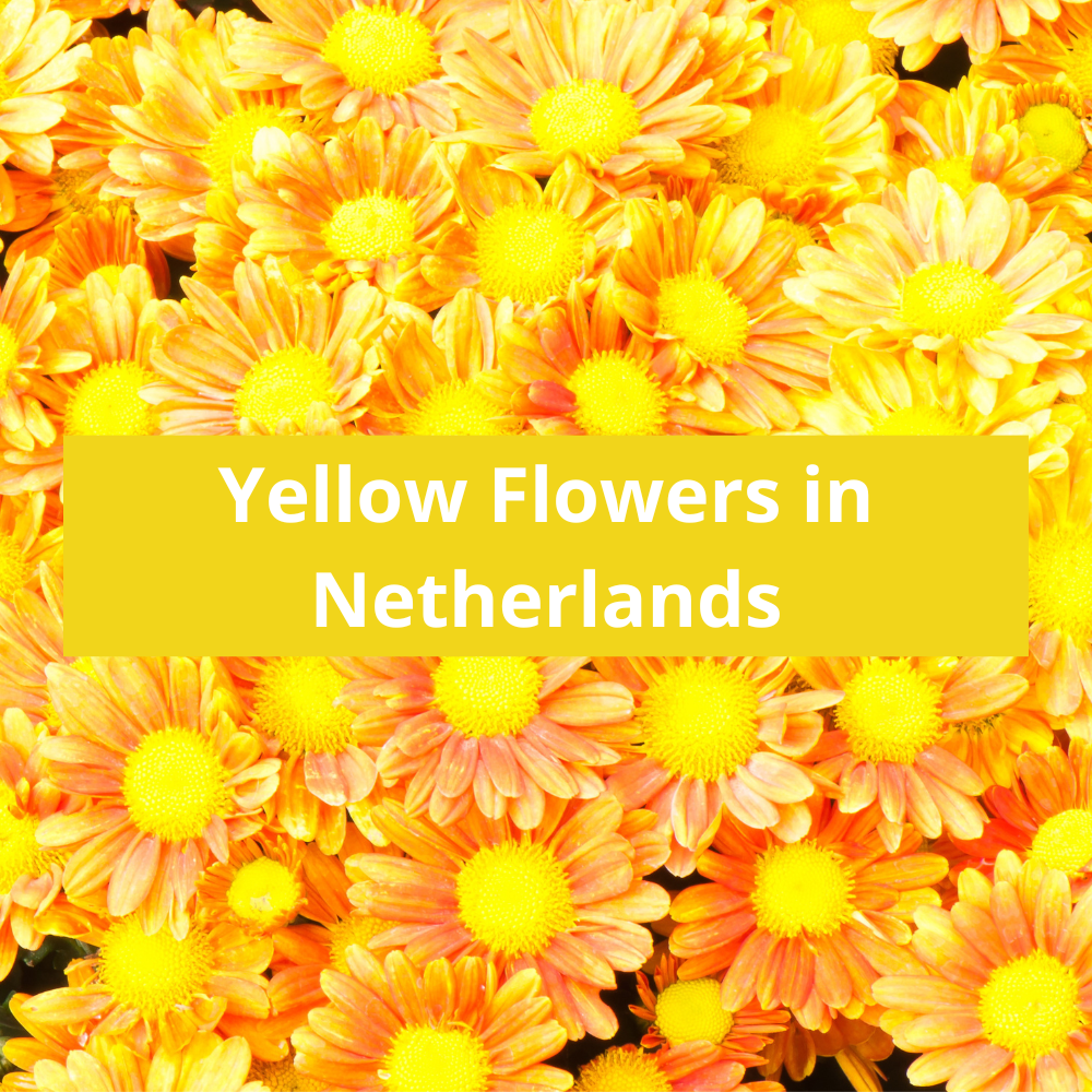 Yellow-Flowers-in-Netherlands