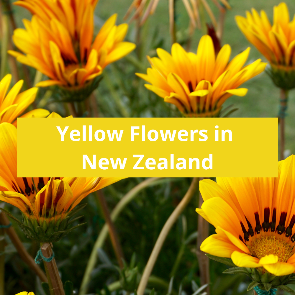 Yellow-Flowers-in-New-Zealand