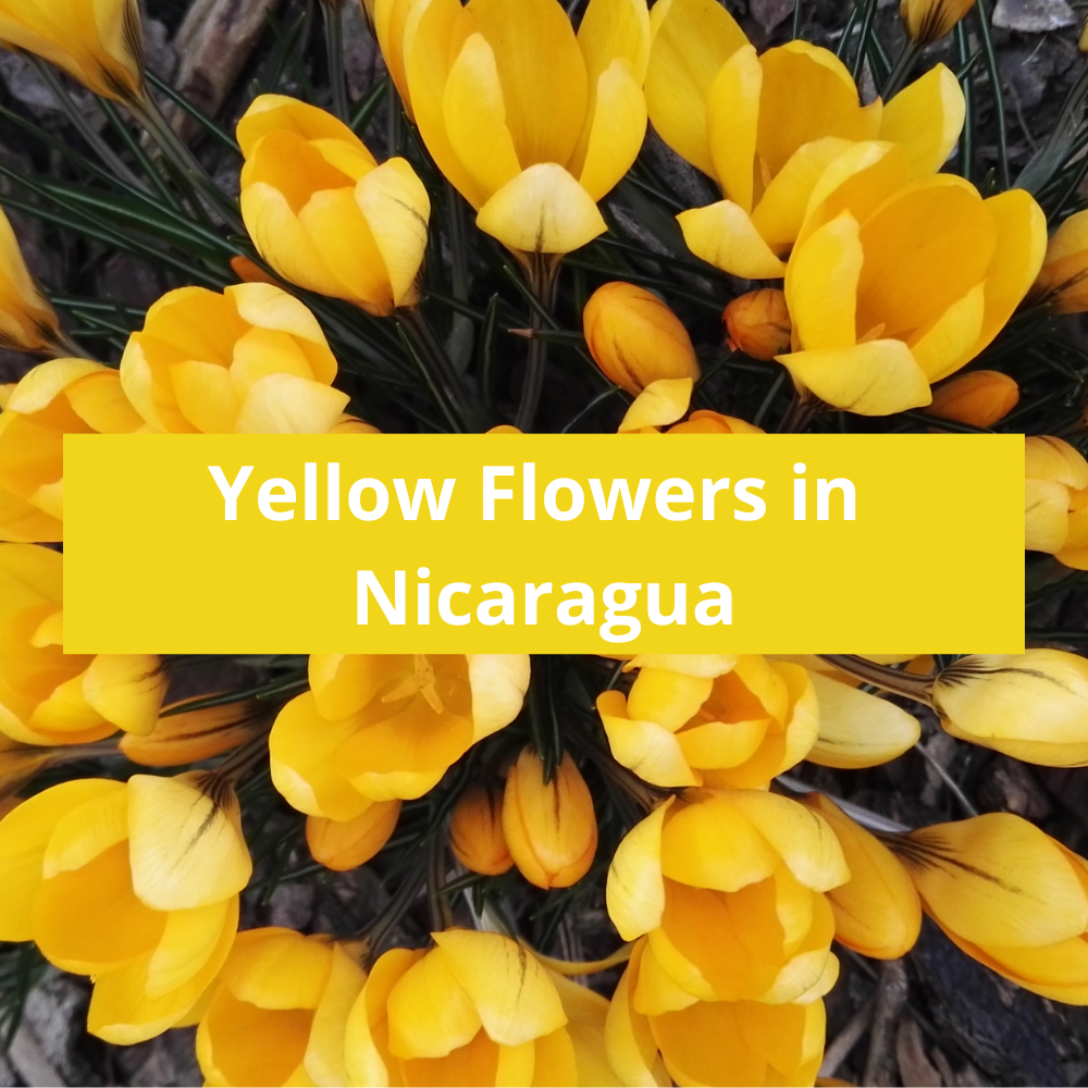 Yellow-Flowers-in-Nicaragua