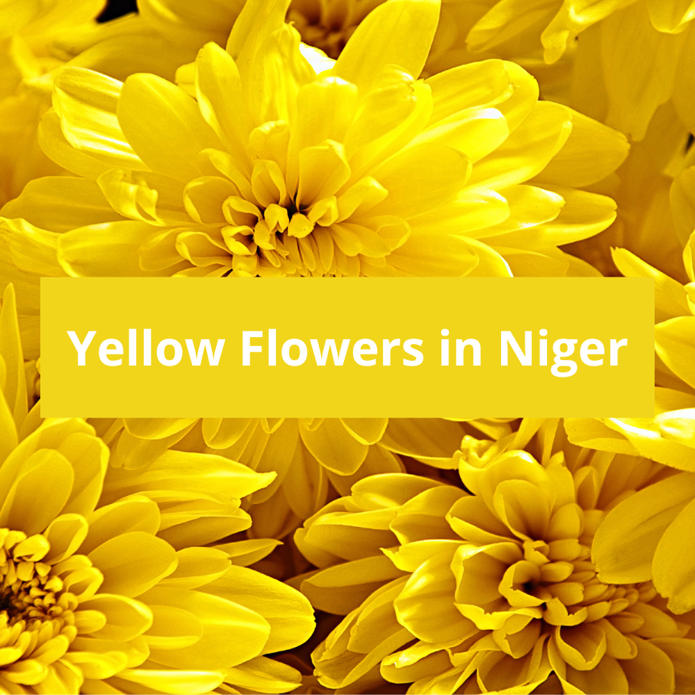 Yellow-Flowers-in-Niger
