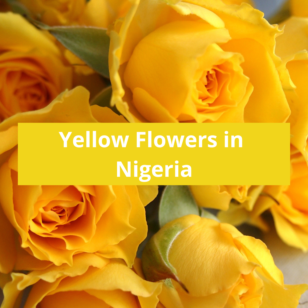 Yellow-Flowers-in-Nigeria