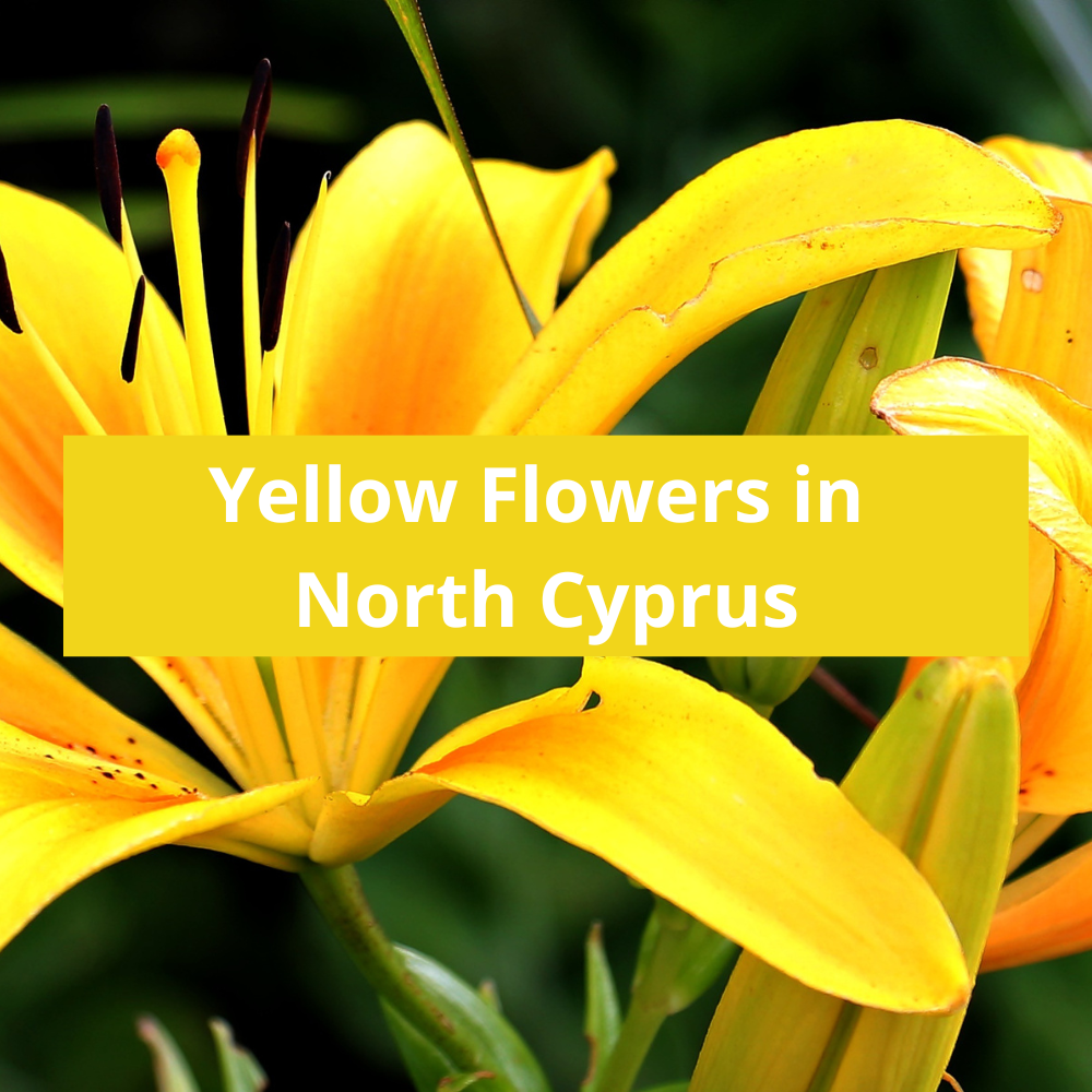 Yellow-Flowers-in-North-Cyprus