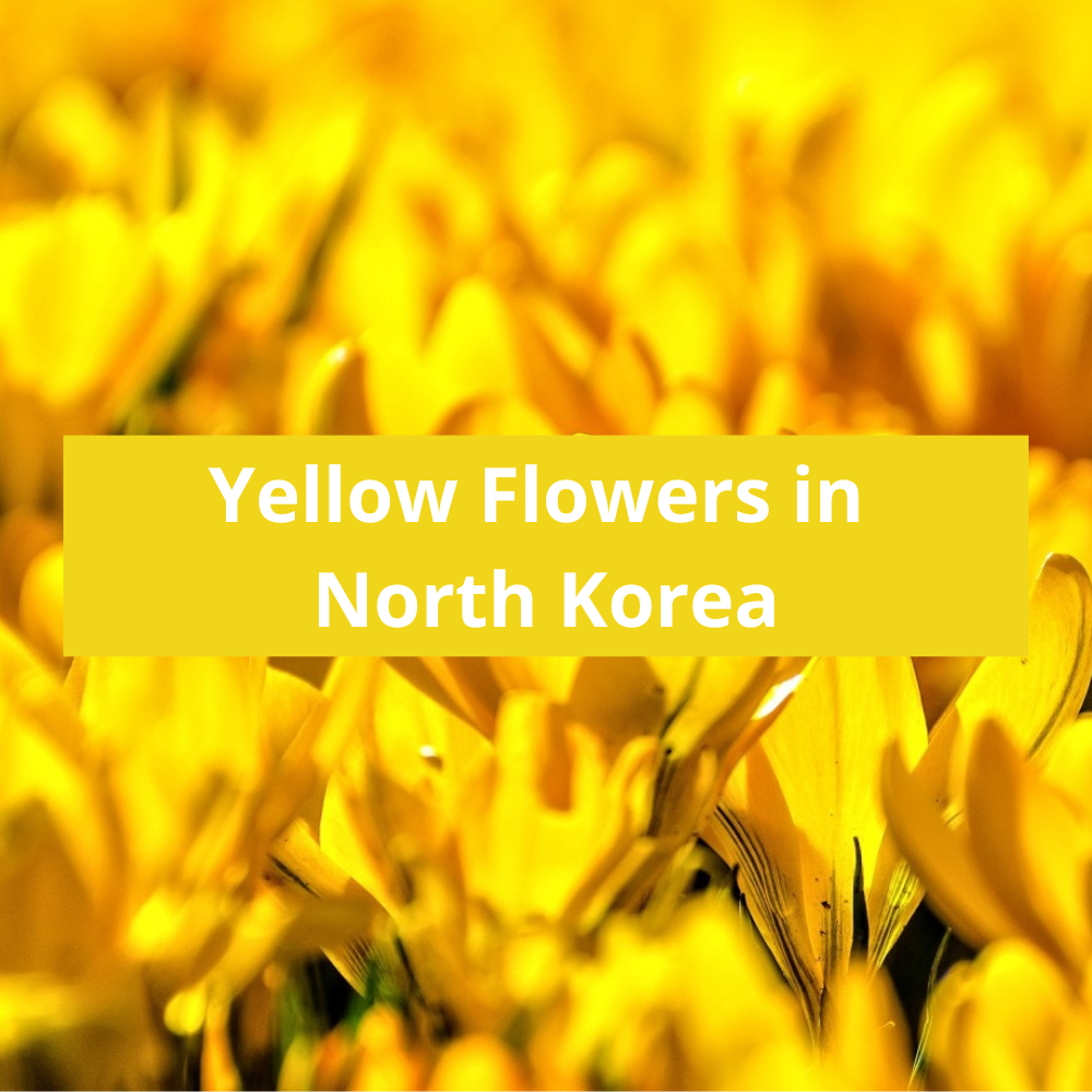Yellow-Flowers-in-North-korea
