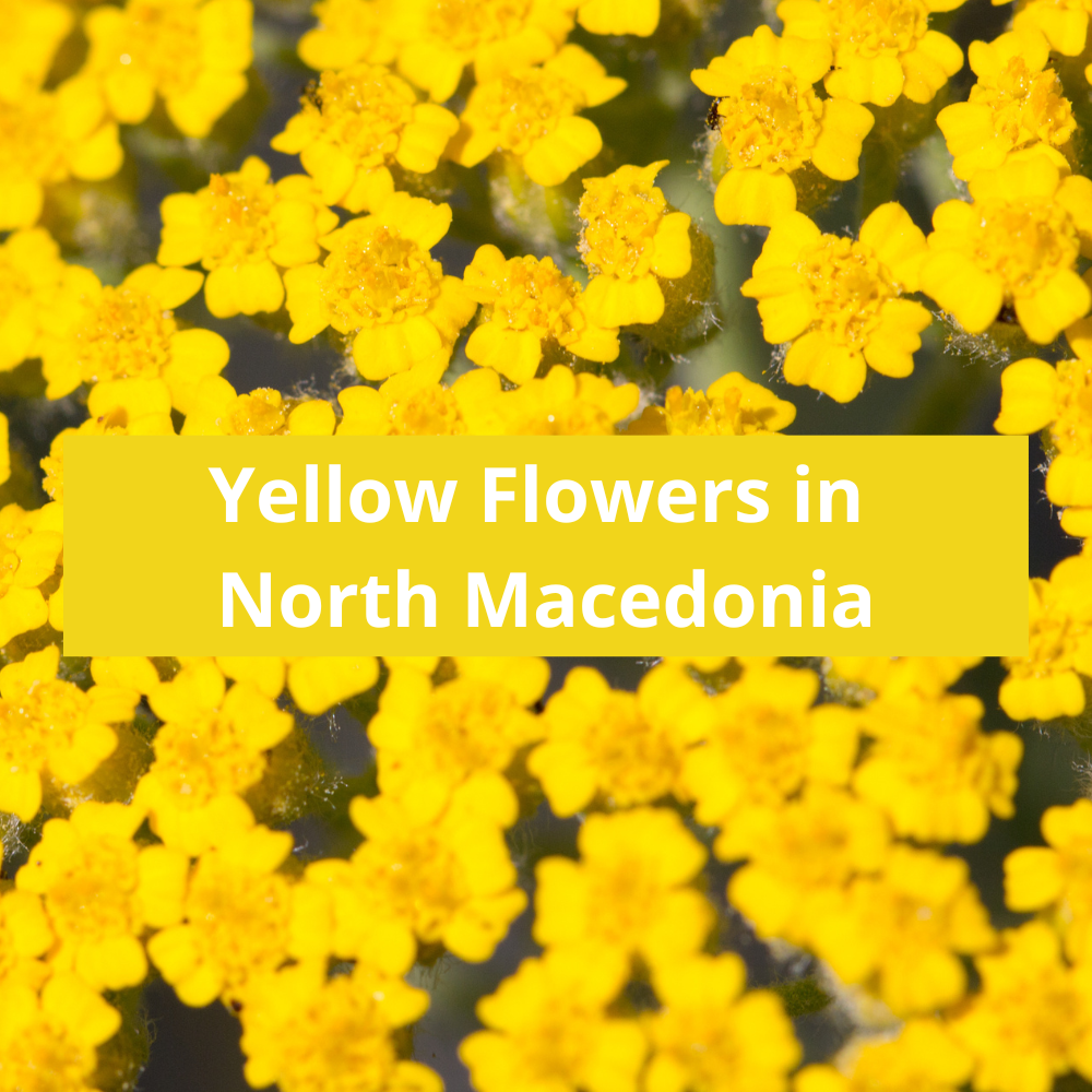 Yellow-Flowers-in-North-macedonia