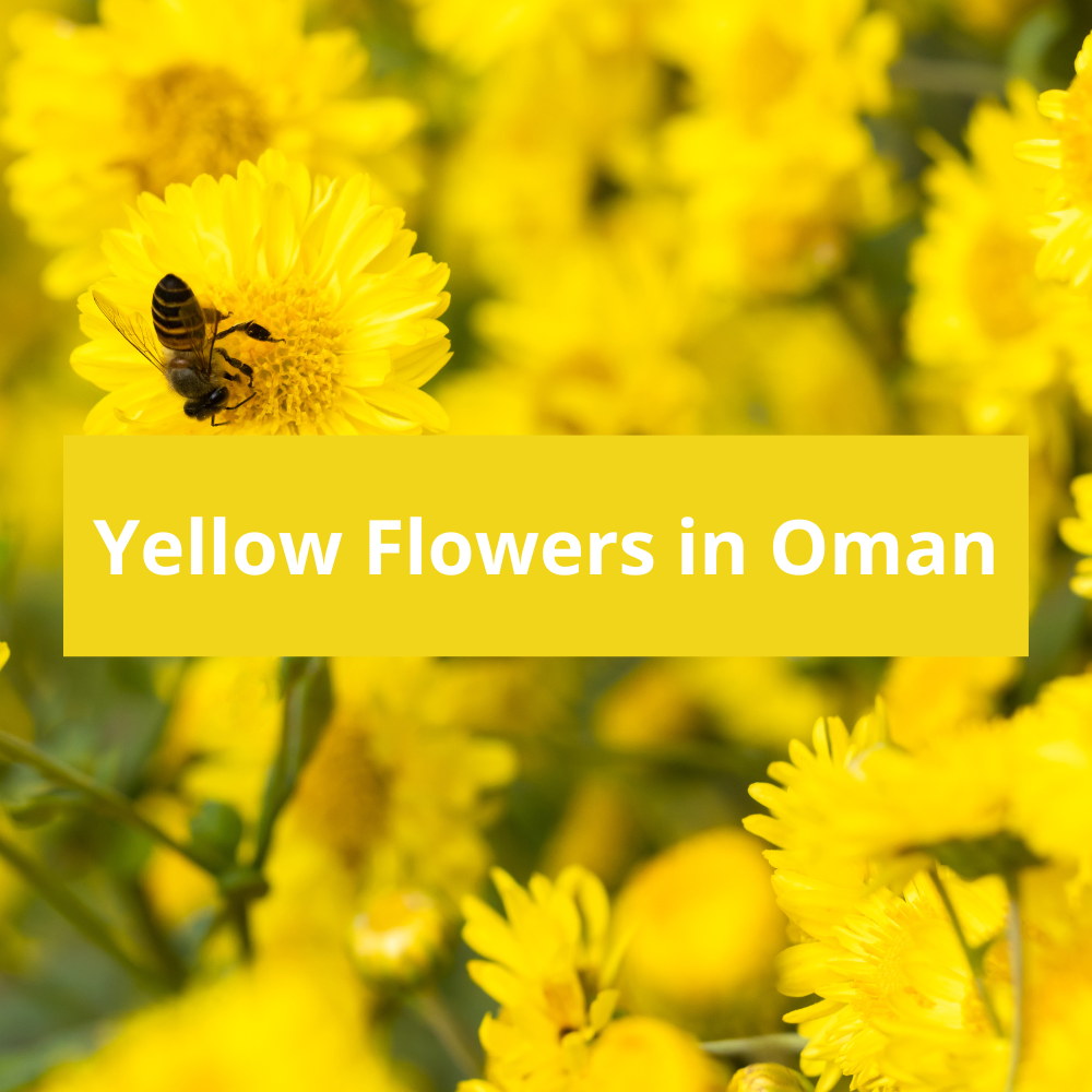 Yellow-Flowers-in-Oman