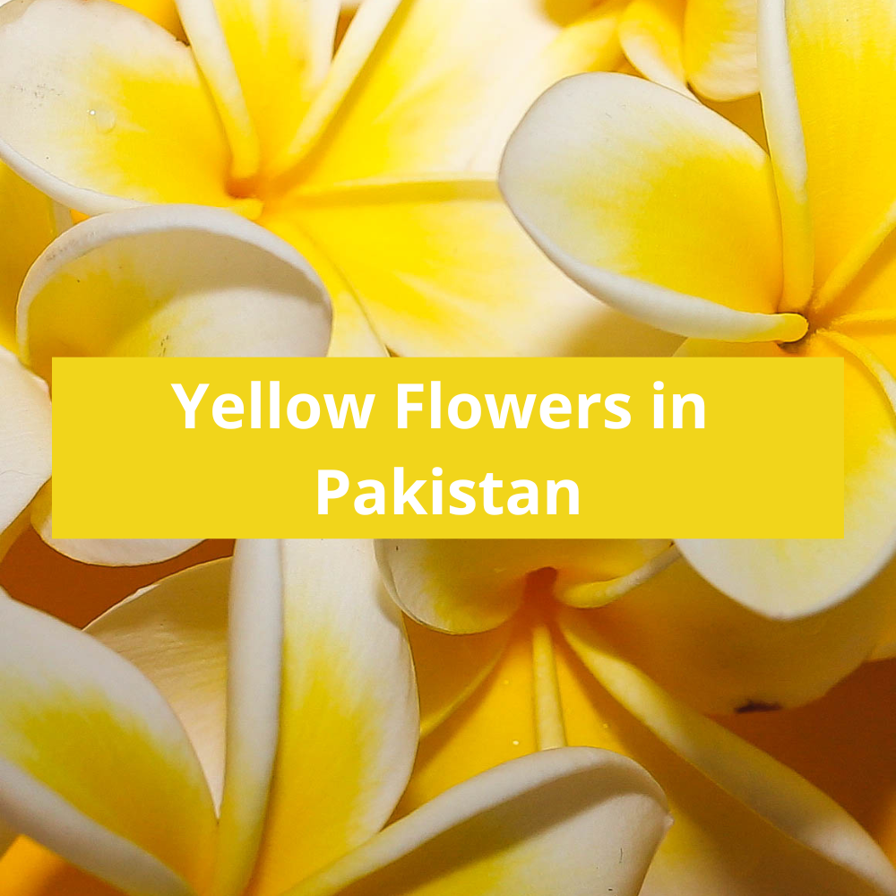 Yellow-Flowers-in-Pakistan