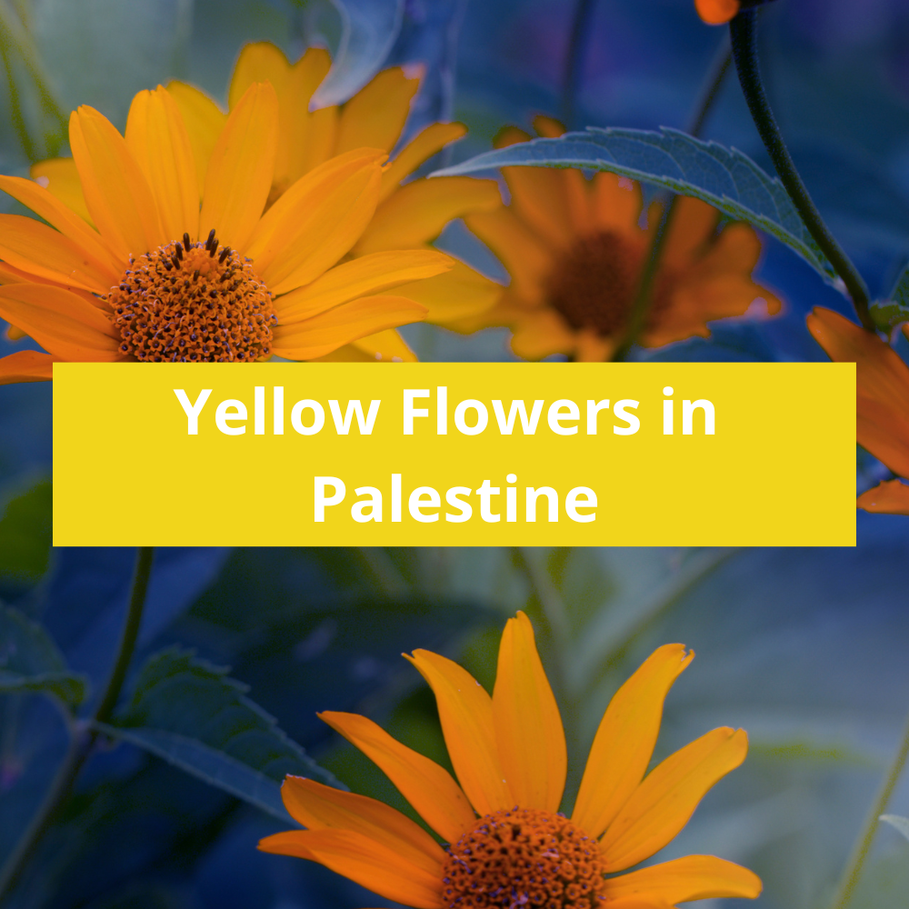 Yellow-Flowers-in-Palestine