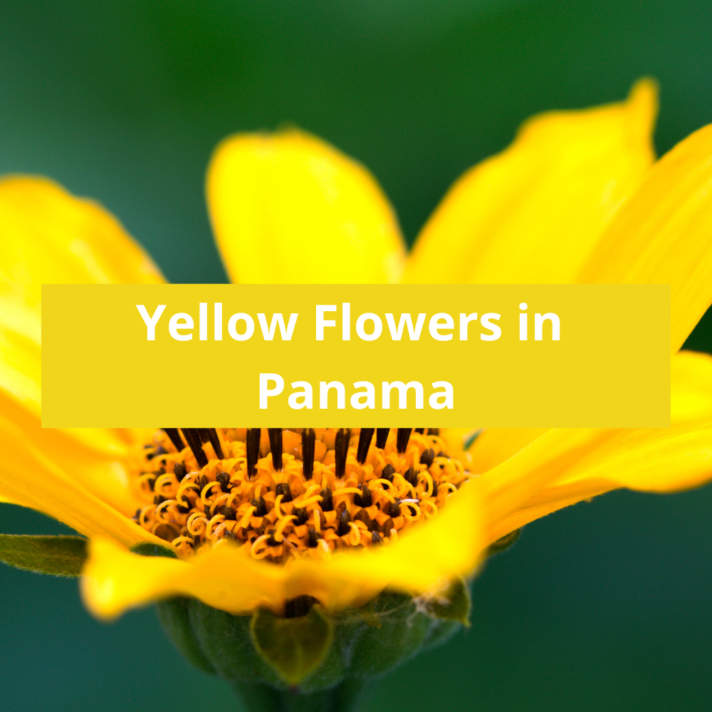 Yellow-Flowers-in-Panama