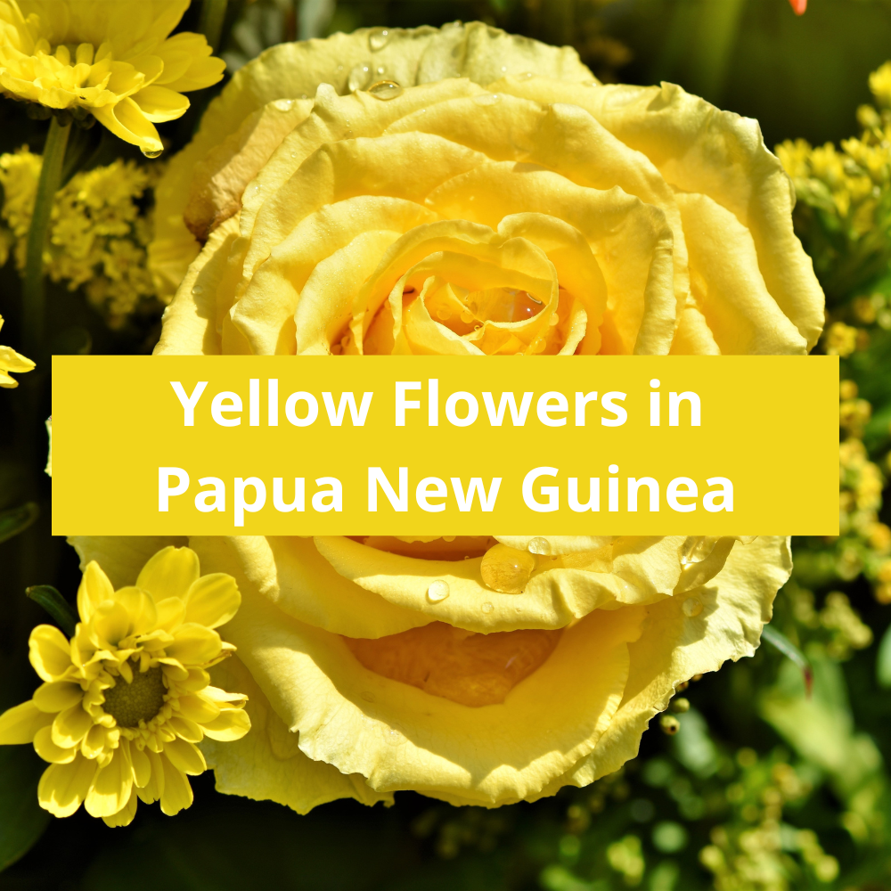 Yellow-Flowers-in-Papua-New-guinea