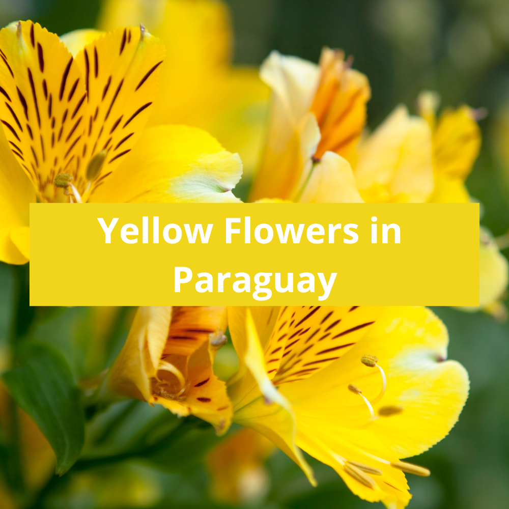 Yellow-Flowers-in-Paraguay