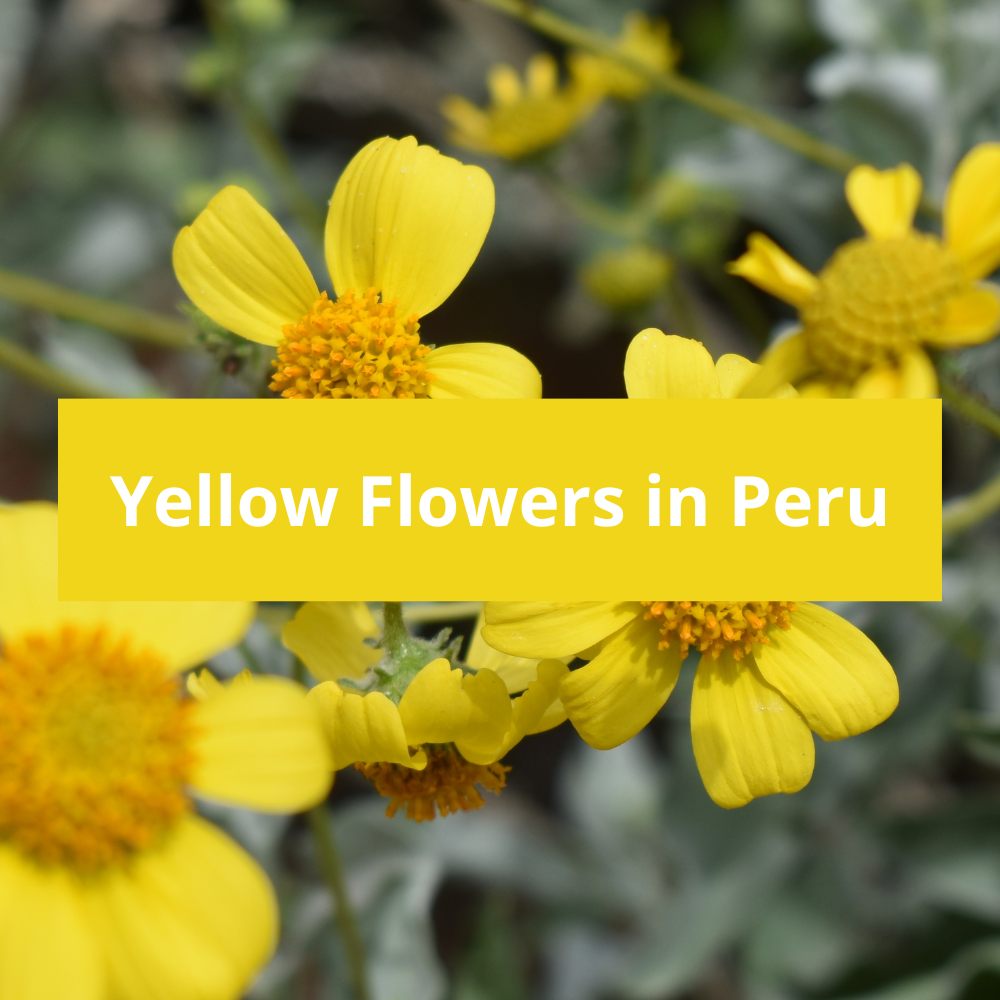 Yellow-Flowers-in-Peru