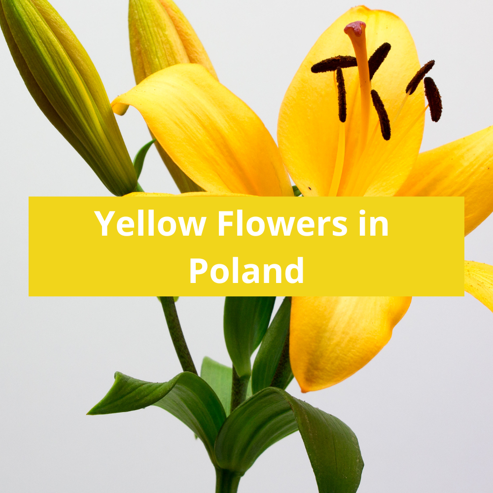 Yellow-Flowers-in-Poland