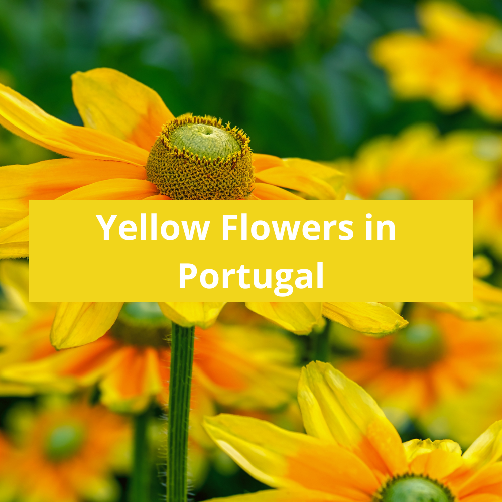 Yellow-Flowers-in-Portugal