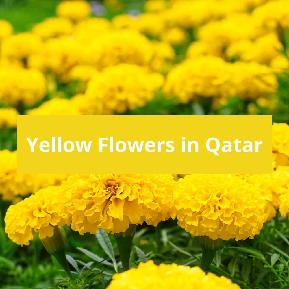 Yellow-Flowers-in-Qatar
