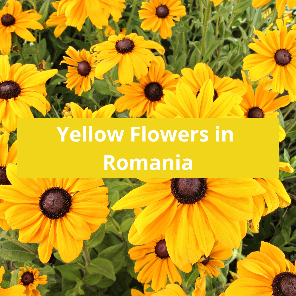 Yellow-Flowers-in-Romania