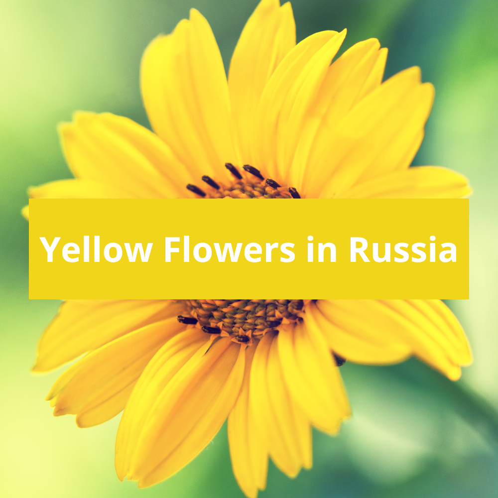 Yellow-Flowers-in-Russia