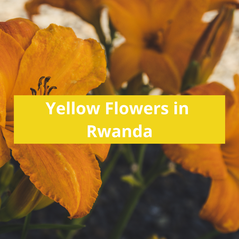 Yellow-Flowers-in-Rwanda