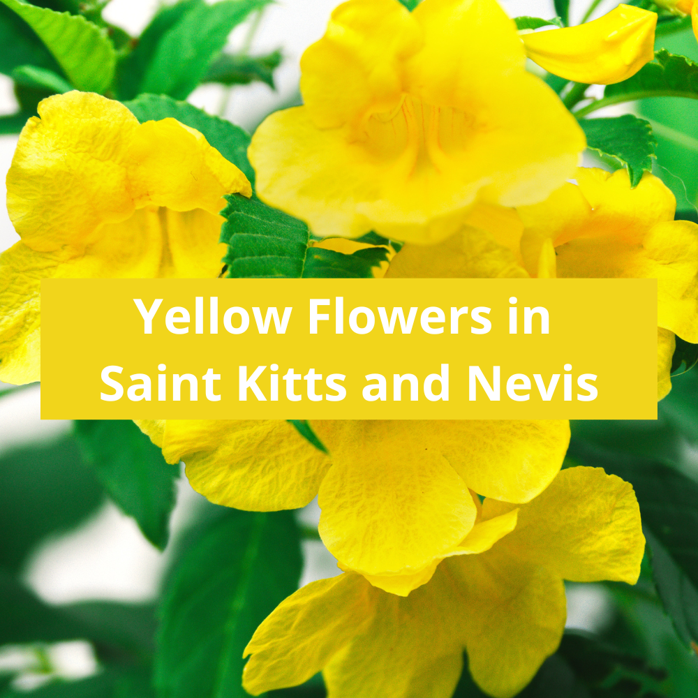 Yellow-Flowers-in-Saint-Kitts-and-Nevis