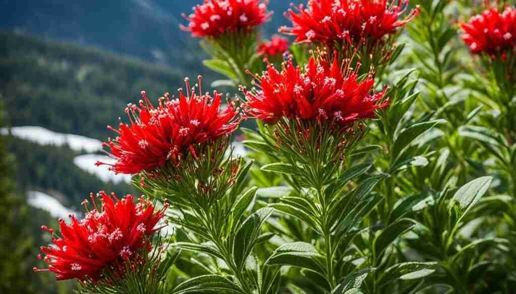 popular red flowers in Colorado popular red flowers in Colorado