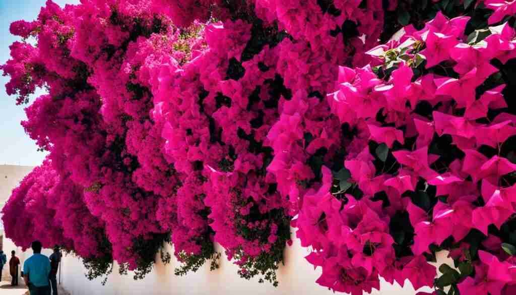 popular red flowers in Mauritania