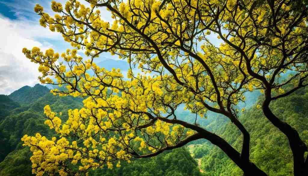 Dok Khoun (Cassia Fistula) Dok Khoun (Cassia Fistula)