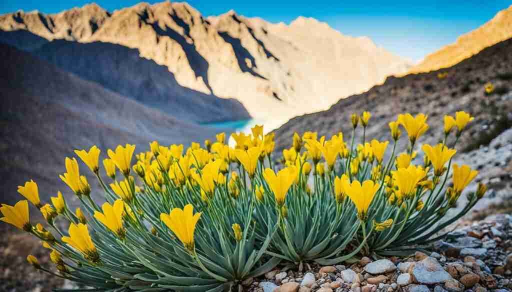 Flower Guide Oman Flower Guide Oman