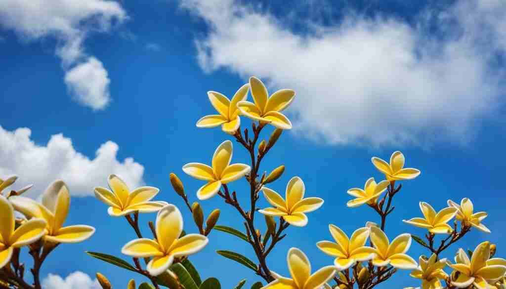 Frangipani Dok Champa Frangipani Dok Champa