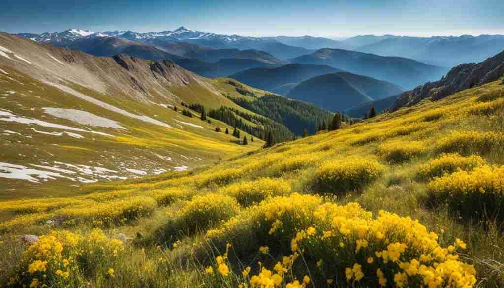 National Parks Showcasing Yellow Flowers in North Macedonia