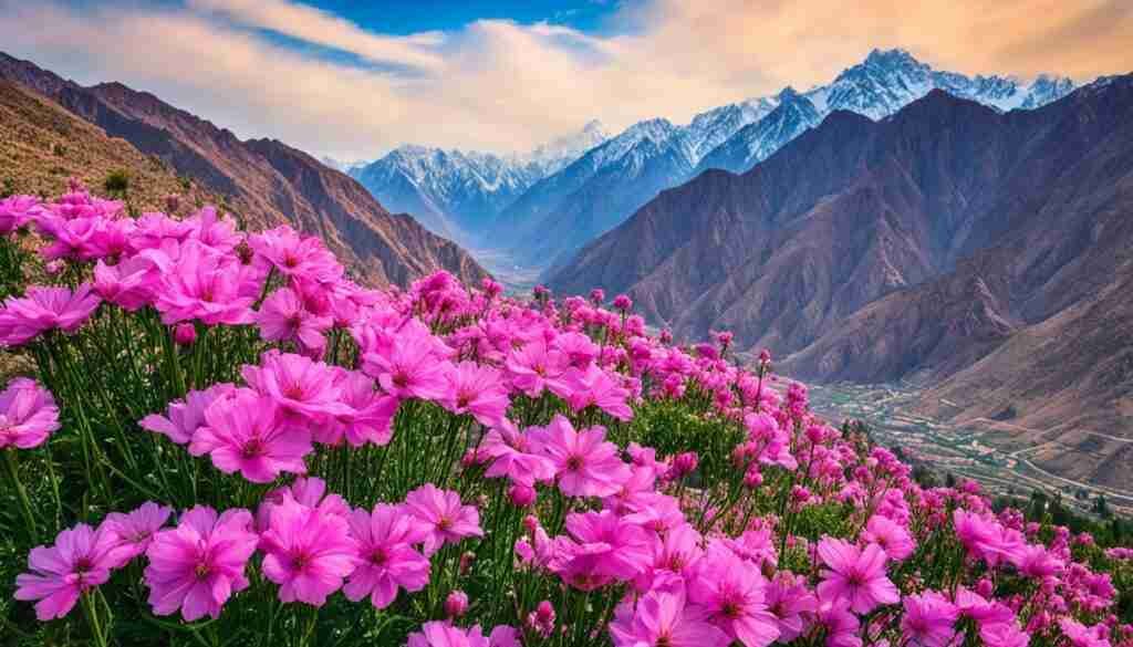 Pink Flowers in Pakistan