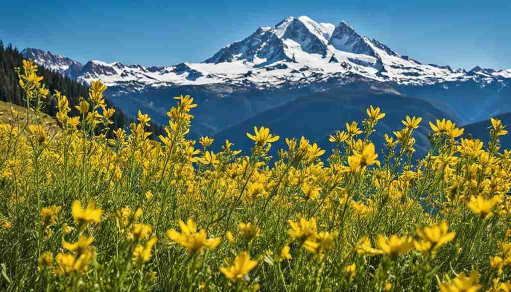 Popular Yellow Flowers in Bulgaria
