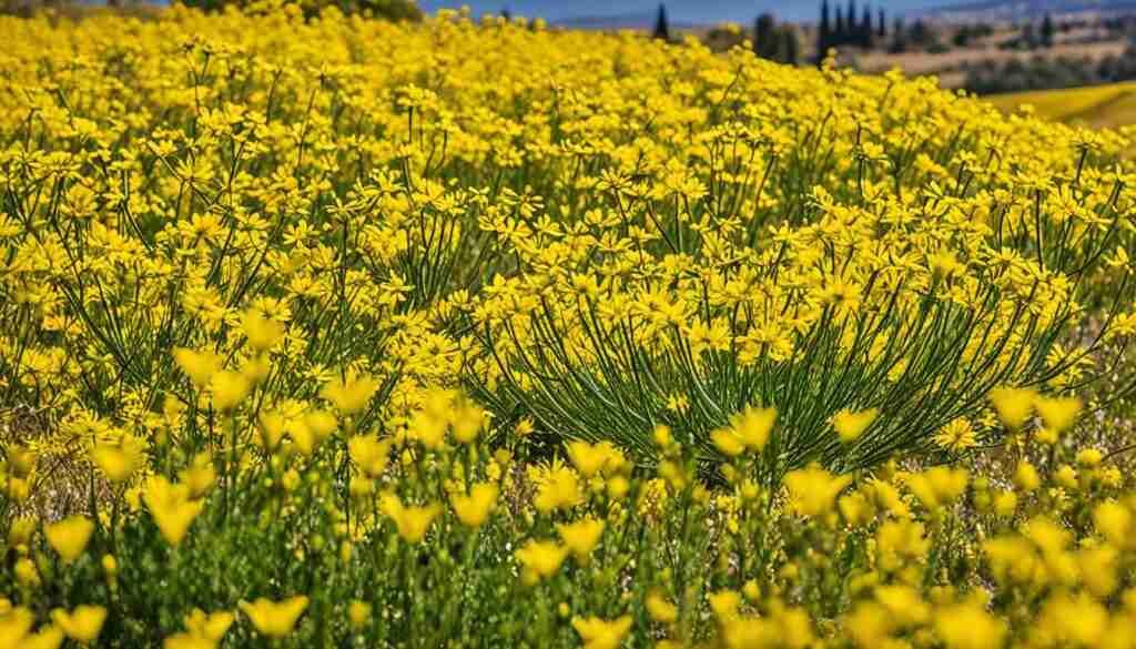 Popular Yellow Flowers in Cyprus
