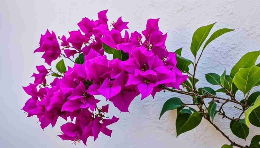 Popular pink Flowers