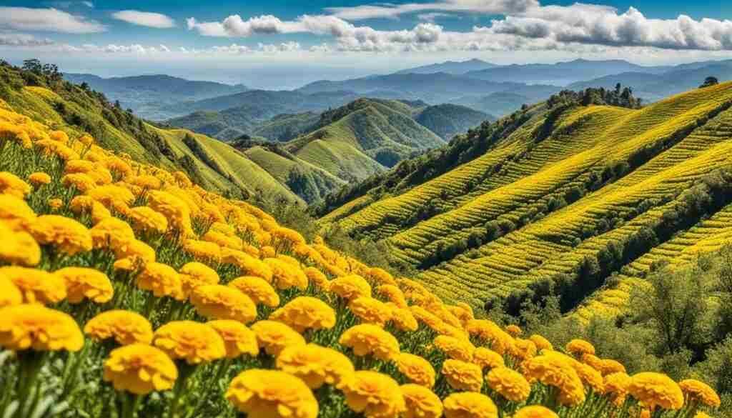 Yellow Flower Varieties in Costa Rica Yellow Flower Varieties in Costa Rica