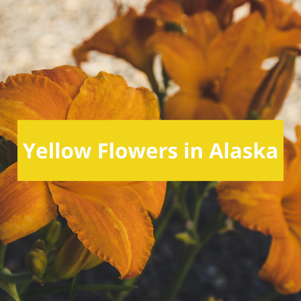 Yellow-Flowers-in-Alaska