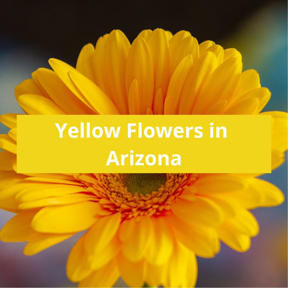 Yellow-Flowers-in-Arizona