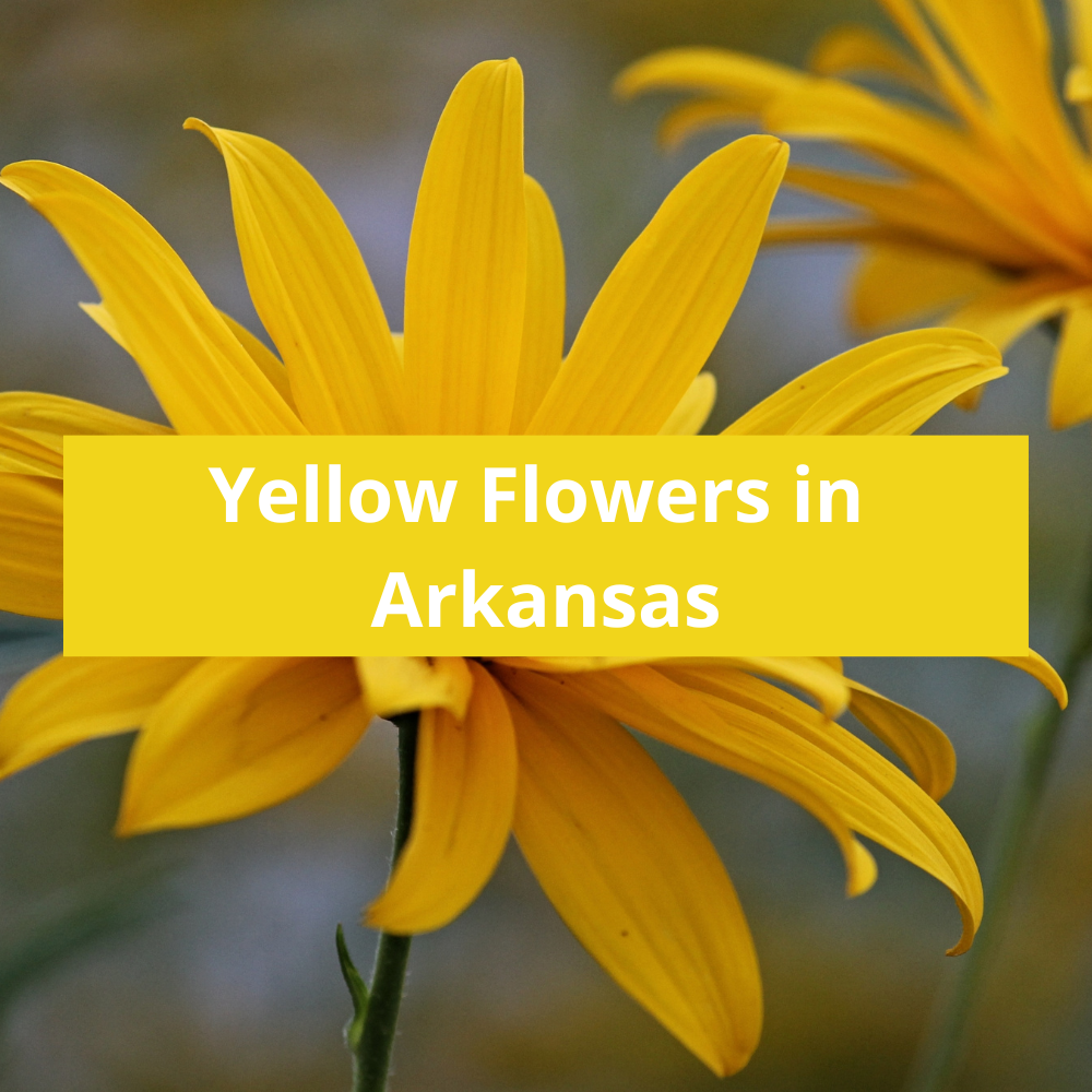 Yellow-Flowers-in-Arkansa