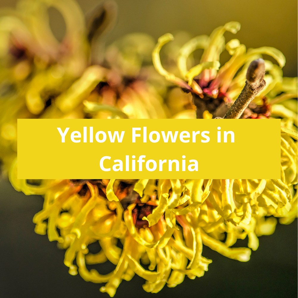 Yellow-Flowers-in-California