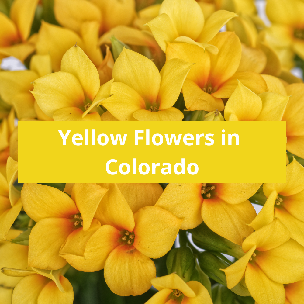 Yellow-Flowers-in-Colorado