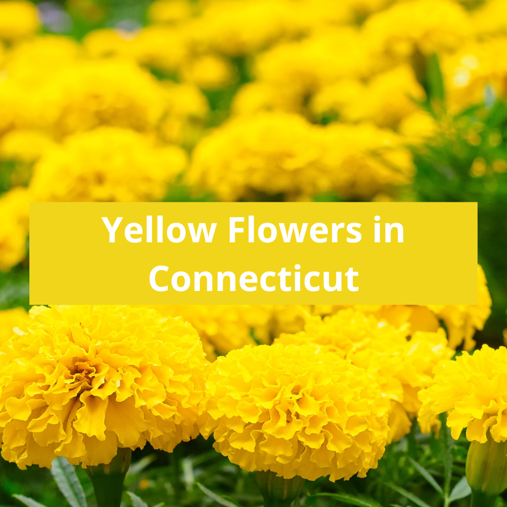 Yellow-Flowers-in-Connecticut