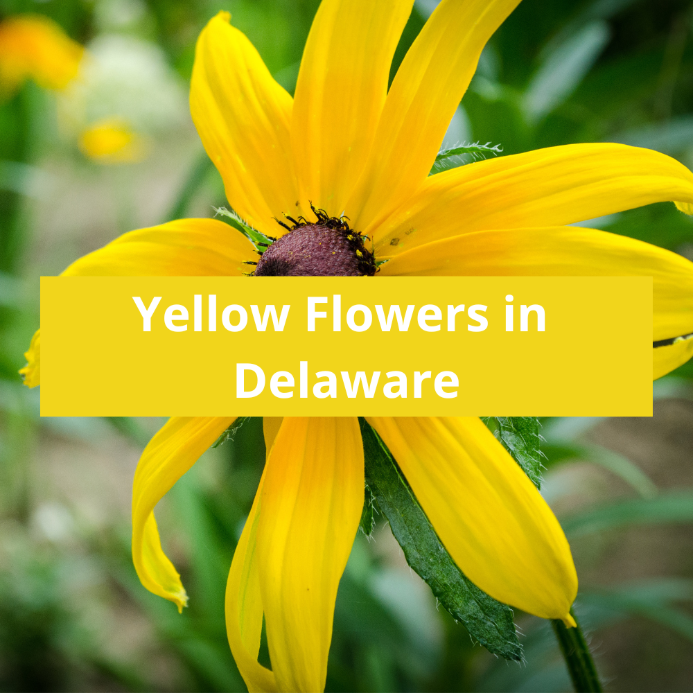 Yellow-Flowers-in-Delaware