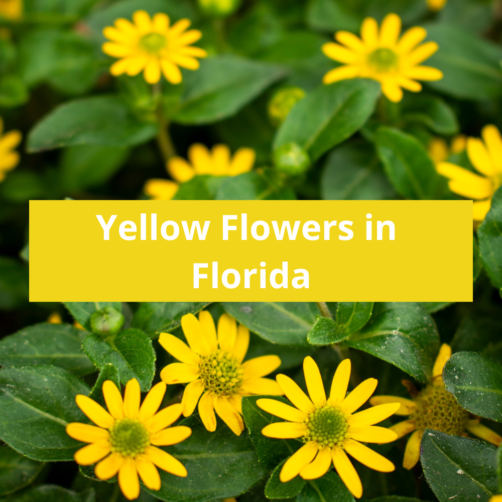 Yellow-Flowers-in-Florida